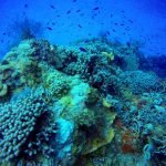 Cozumel diving corals