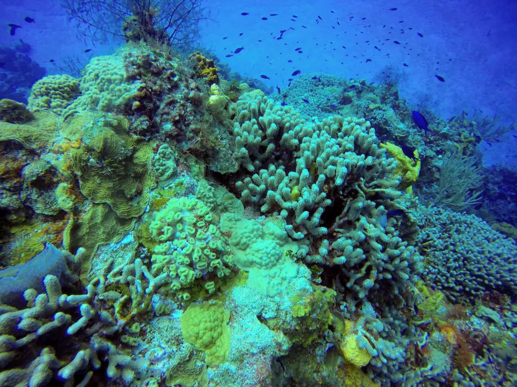 Cozumel diving corals