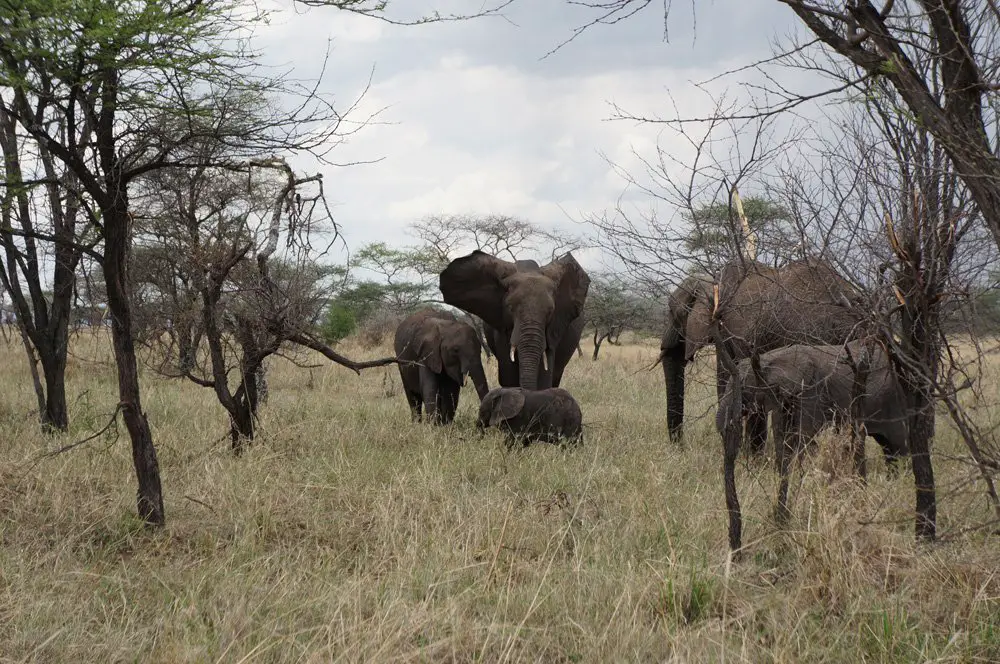 elephants campsite serengeti tanzania