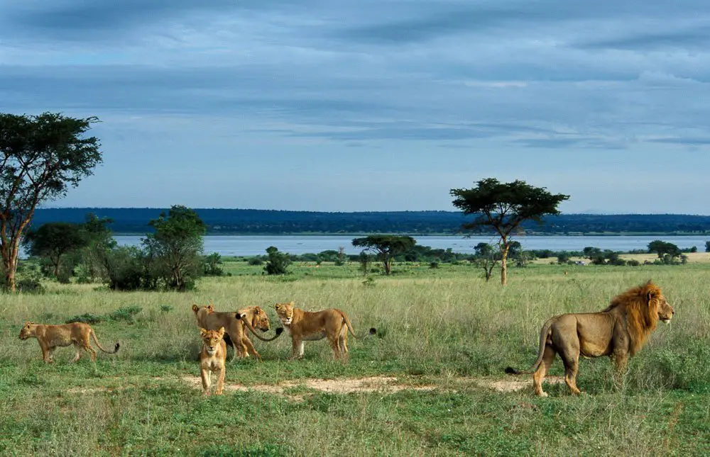 lions queen elizabeth national park