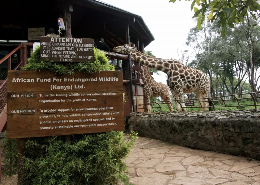 Nairobi Giraffe Center