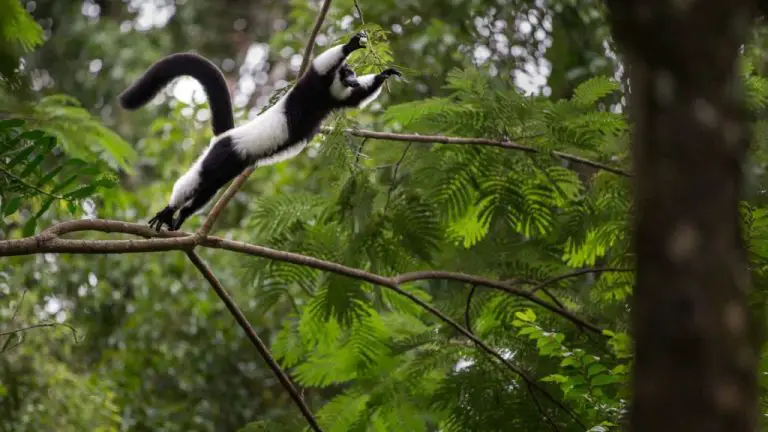 Ruffed Lemur jumping! So cool