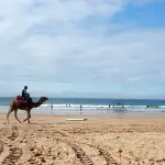 camel taghazout morocco surf