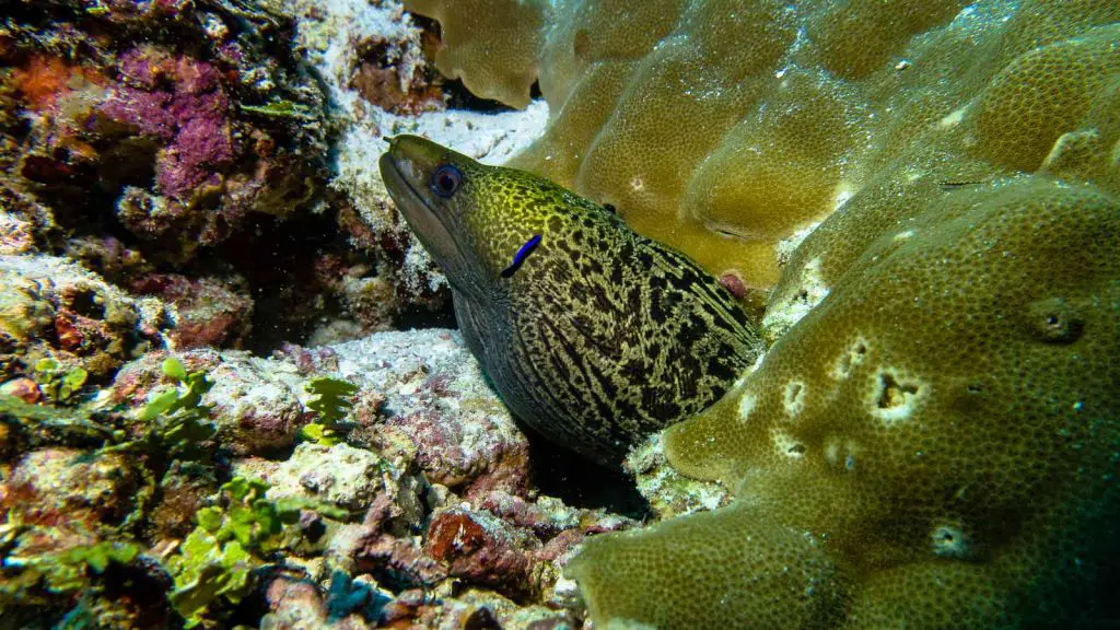 moray eel scuba diving maldives