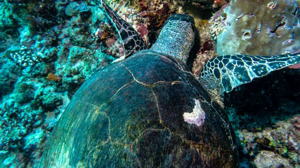 turtles maldives scuba diving