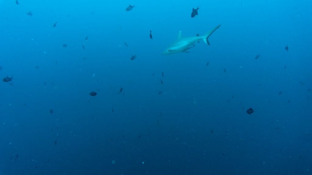 Miyaru Kandu maldives dive reef sharks