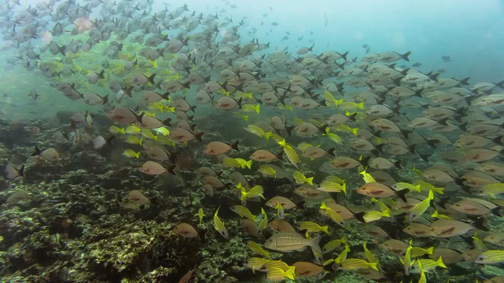 yellow snapper khudarah thila maldives scuba diving