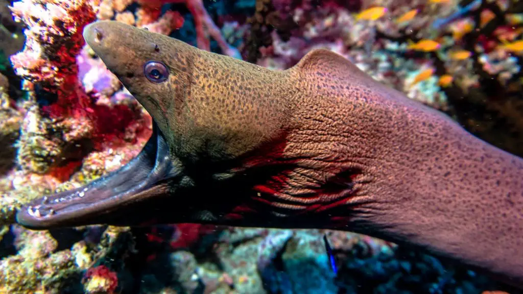 moray eel scuba diving