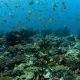 5 rocks maldives diving