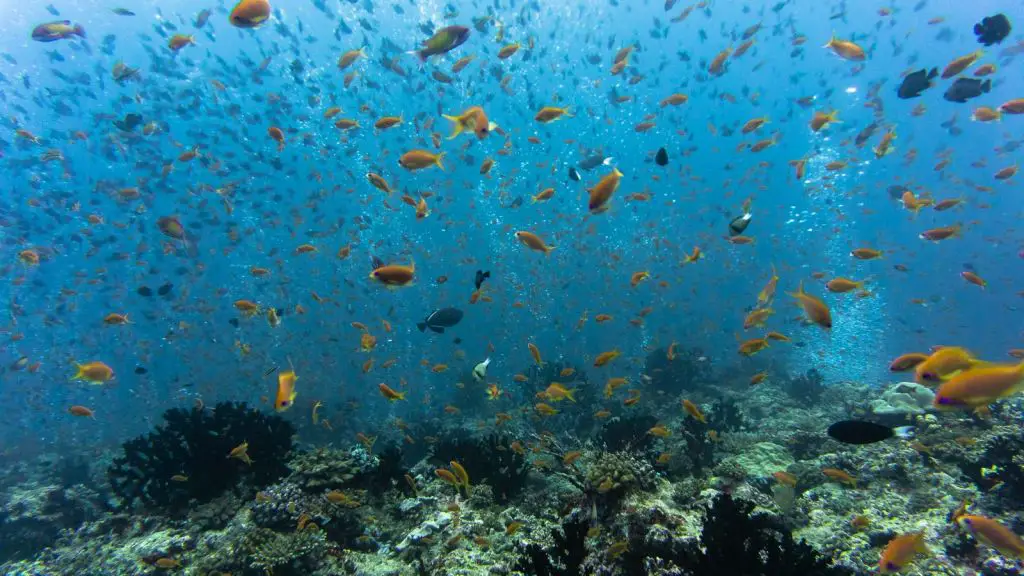 five rocks maldives scuba diving