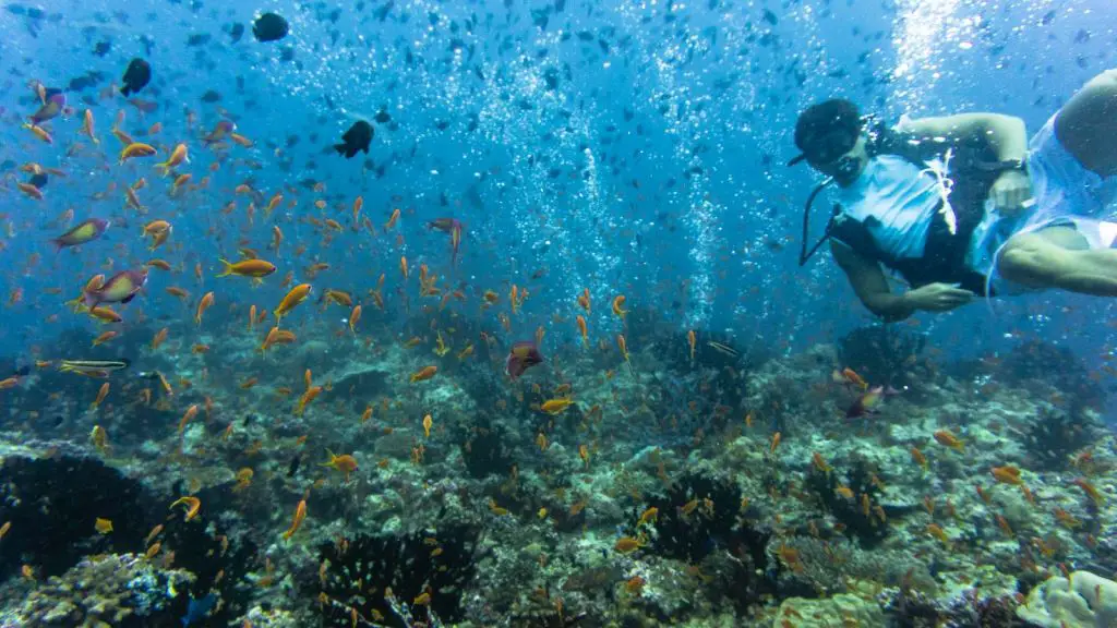 five rocks maldives scuba diving