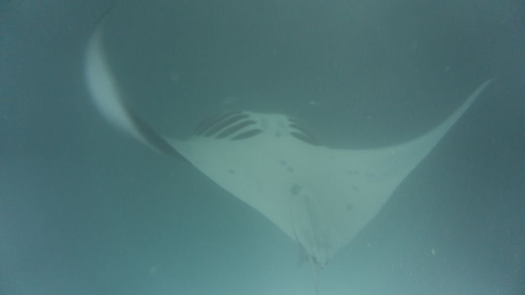 Manta ray fesdhoo lagoon maldives
