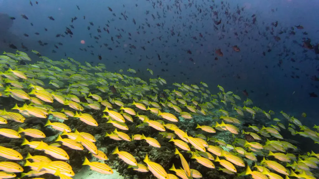 Fish head Maldives scuba diving
