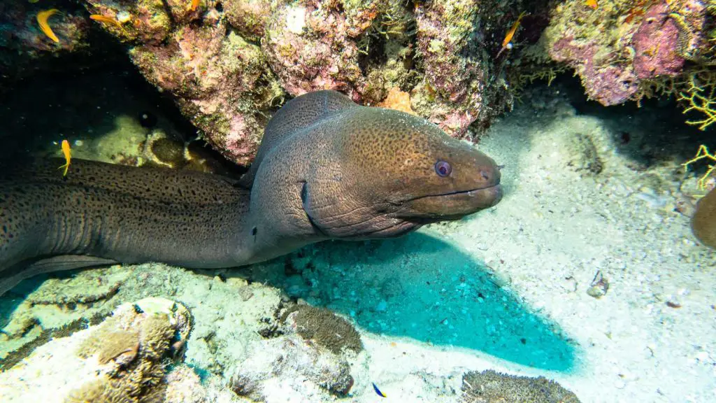 Fish head Maldives scuba diving