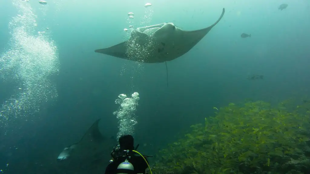 Manta ray scuba diving maldives liveboard carpe diem
