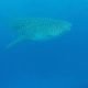 whale shark maldives snorkeling diving