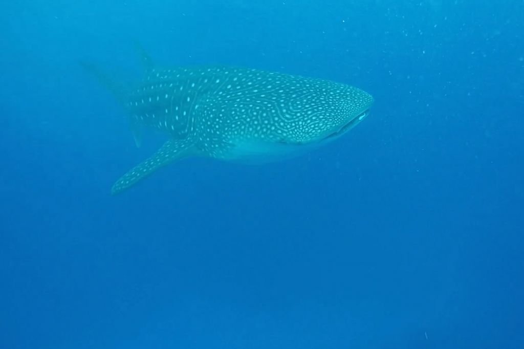 Whale Shark maldives dhigurah