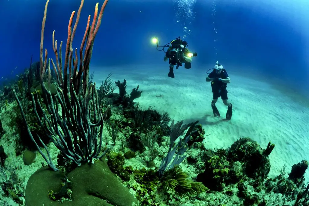  Diving in the Bahamas is a bucket list adventure.