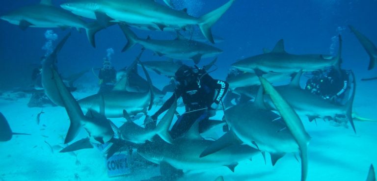 Shark Diving Bahamas Bull sharks
