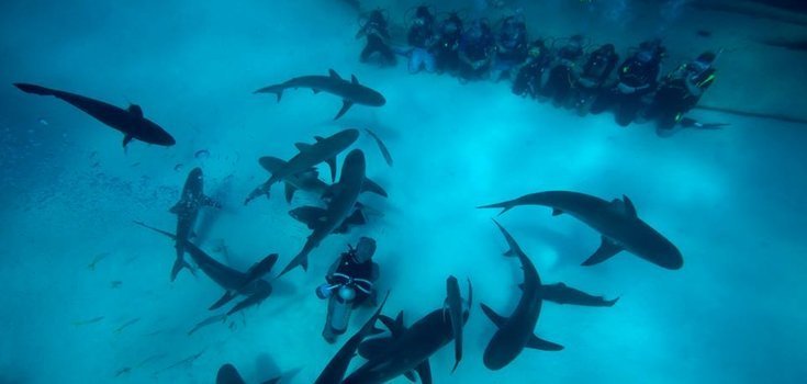 Shark Diving Bahamas