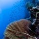 Stunning fan corals in Little brother diving