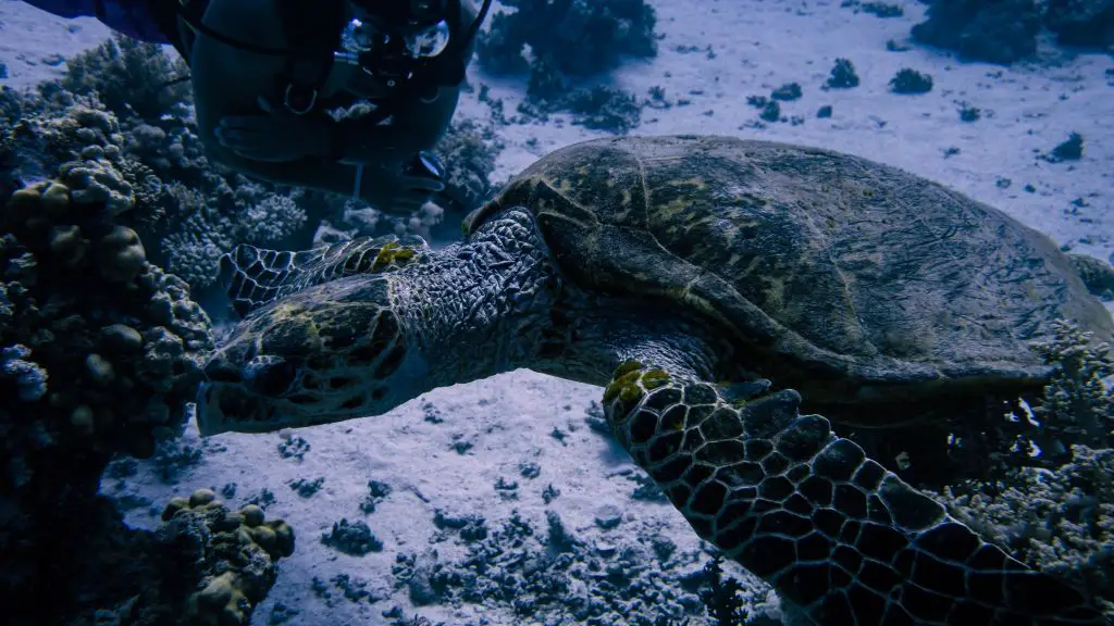 Turtles in abu dabab diving egypt marsa alam