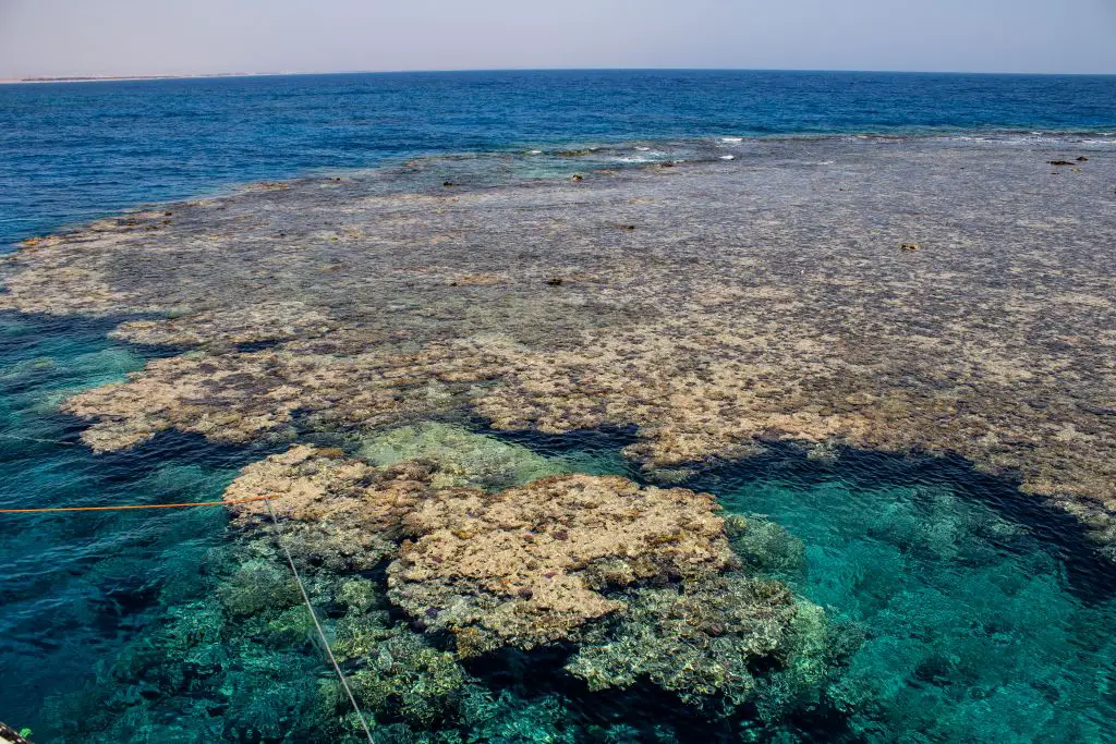 Elphinestone Reef