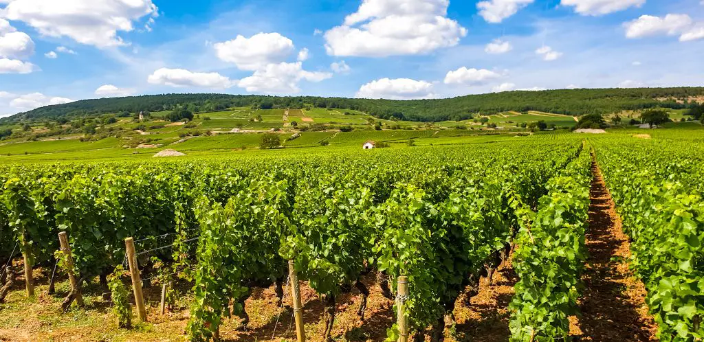 Vineyards in Burgundy France