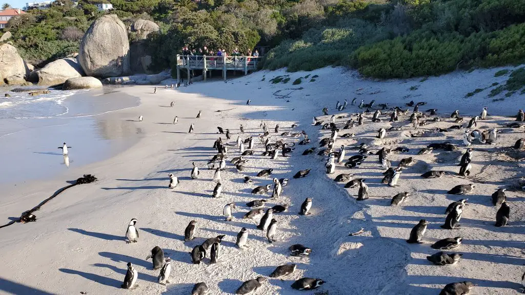 penguins boulders beach cape town