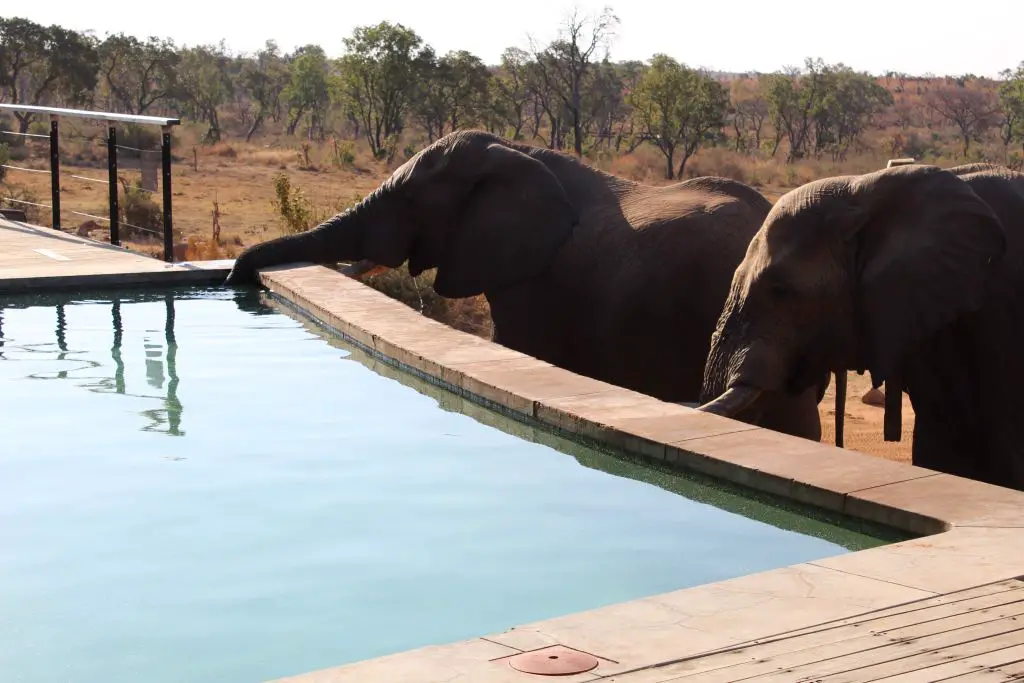 elephants drinking from pool in Mhondoro South Africa