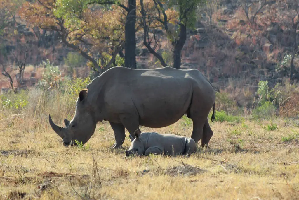 baby rhino with mother