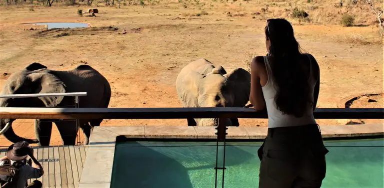 Mhondoro elephants drinking from the pool safari