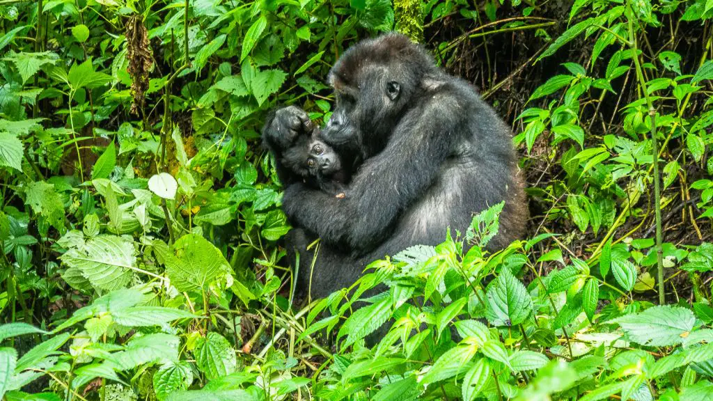 gorilla hugging her baby kahuzi biega congo gorilla trekking