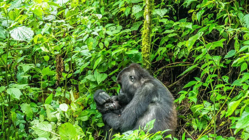 Gorilla and her baby in the congo