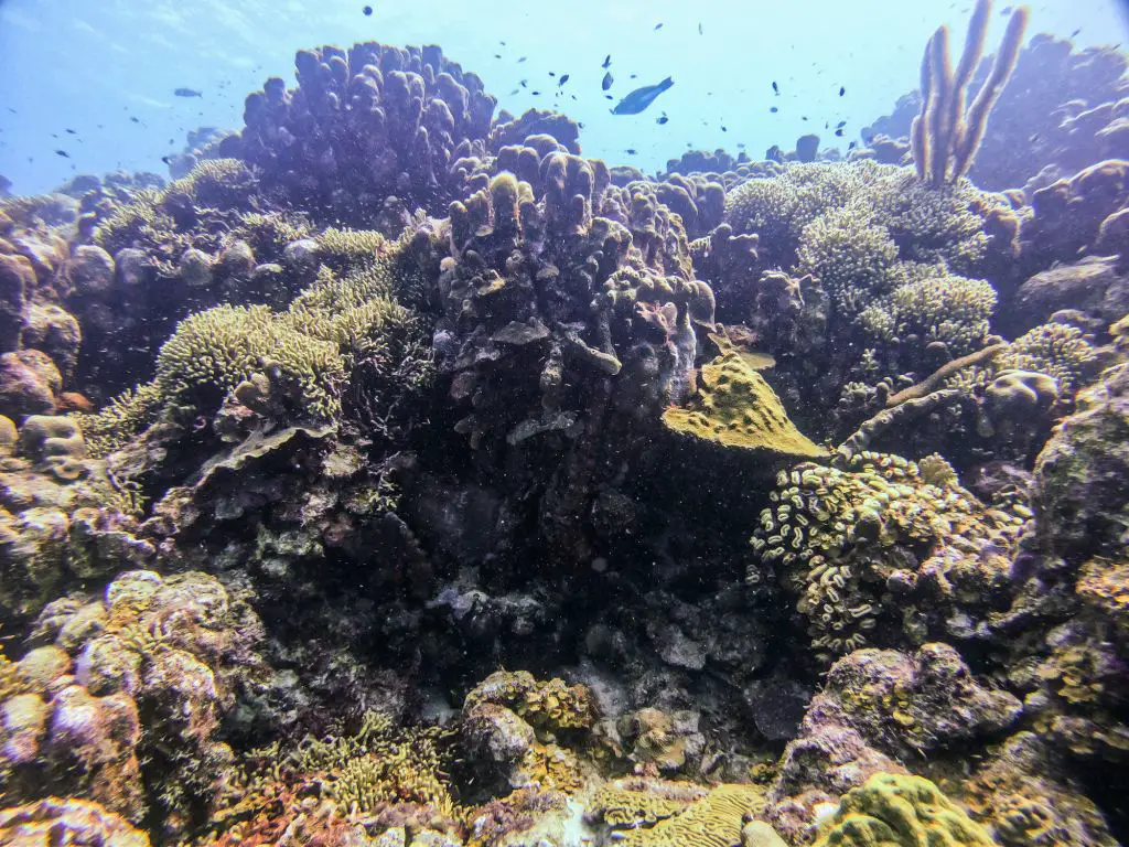 Karpata diving Bonaire