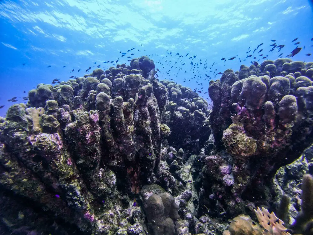 Karpata diving Bonaire