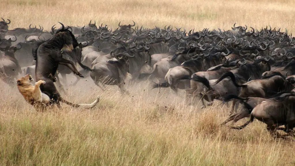Great Migration serengeti safari