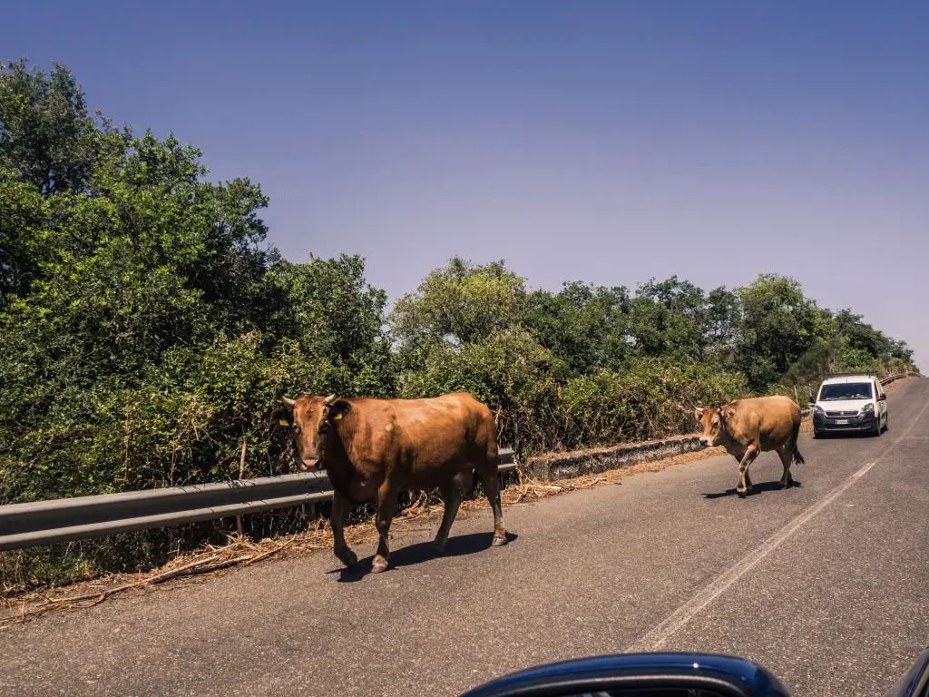 Sicilyi road cows