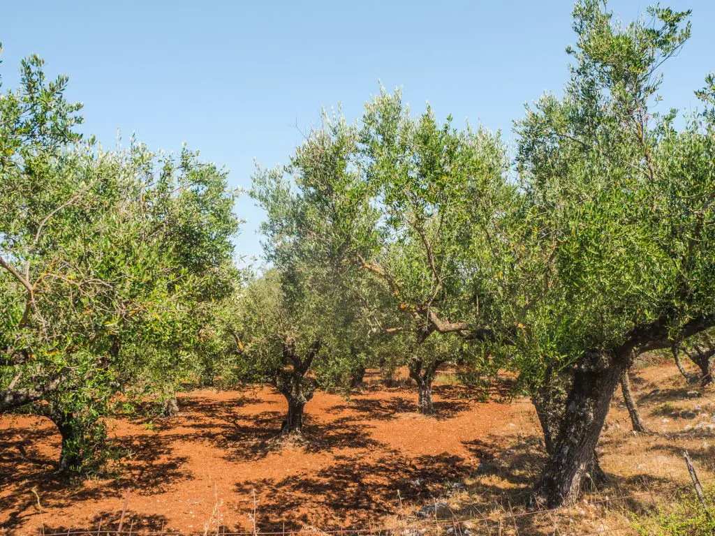 Zakynthos olive trees