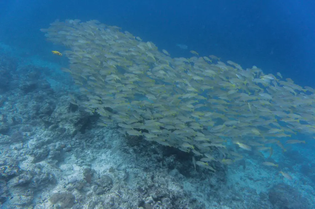 Mnemba Atoll diving