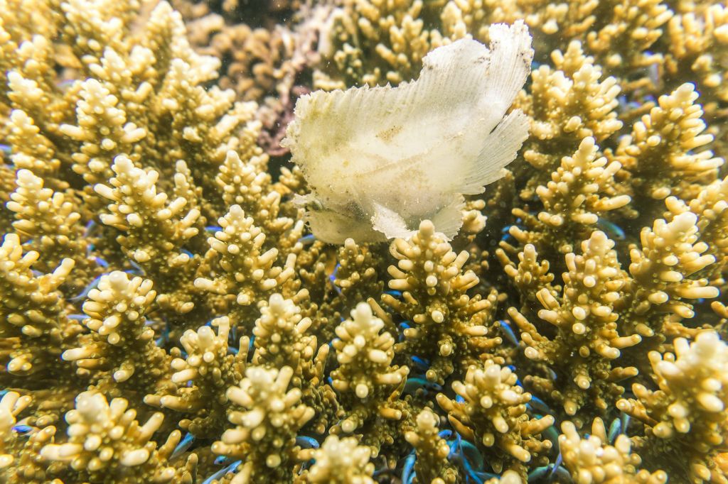 scuba diving tumbatu island leaf fish