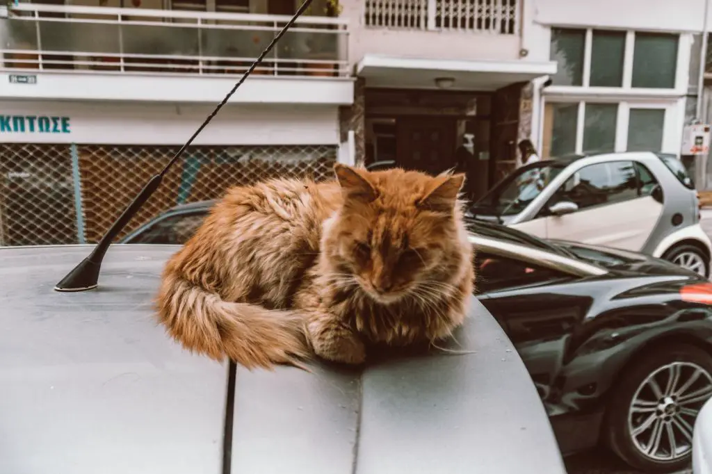 Thessaloniki Greece cats