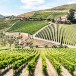 Douro Valley POrtugal vineyards