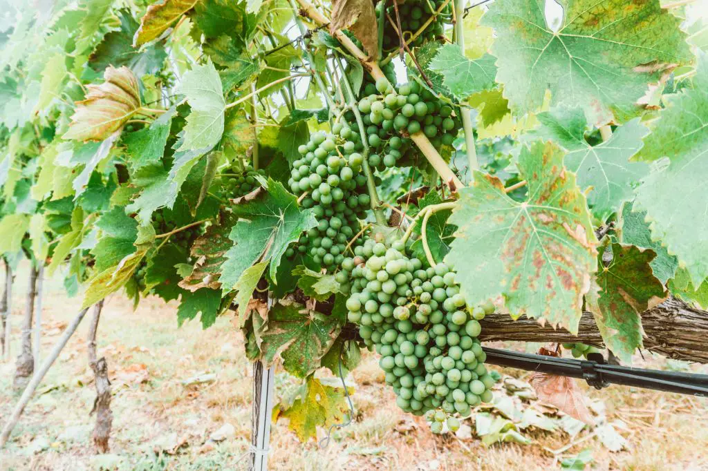 Antiinori Grape Vines