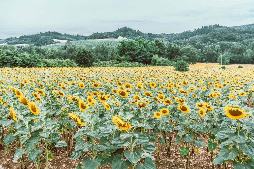 Beautiful sunflower farm in Tuscany