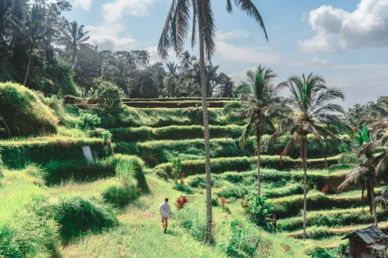 ubud tegalalang rice terrace