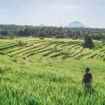 Jatiluwih Rice Fields Bali