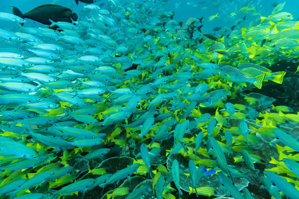 Mansuar island diving raja ampat