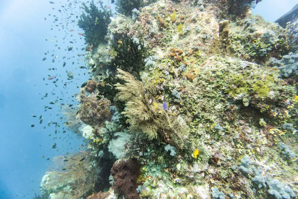 raja ampat scuba diving corals fish