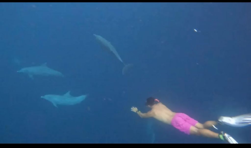 dolphin snorkeling raja ampat